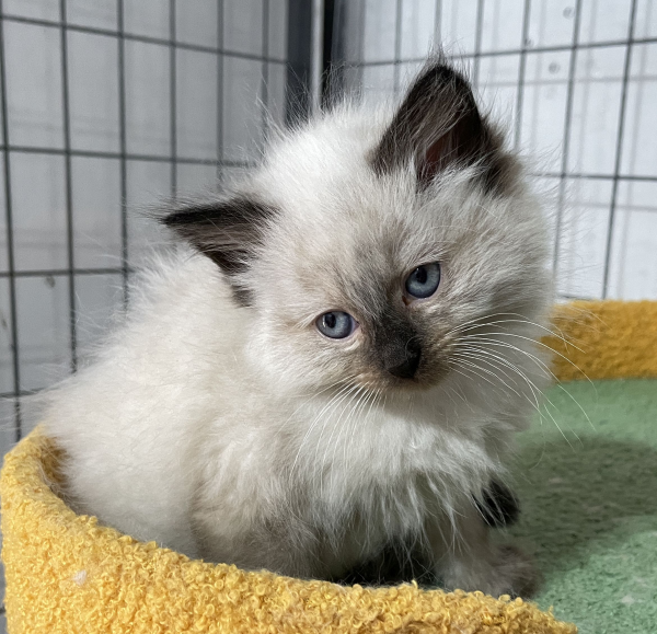 A-Seal-Point-female-Ragdoll-kitten-named-Dora-sold--November-13-2024-image-2