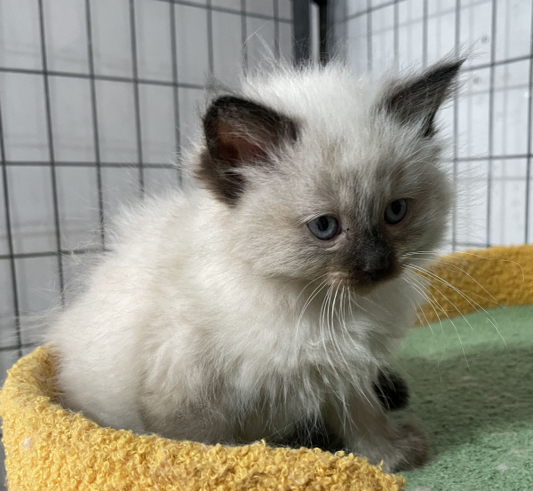 A-Seal-Point-female-Ragdoll-kitten-named-Dora-sold--November-13-2024-image-3