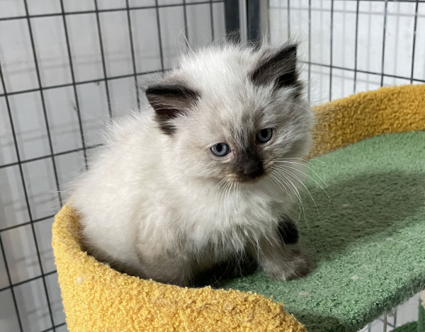 A-Seal-Point-female-Ragdoll-kitten-named-Dora-sold--November-13-2024-image-4