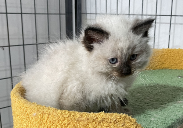 A-Seal-Point-female-Ragdoll-kitten-named-Dora-sold--November-13-2024-image-5