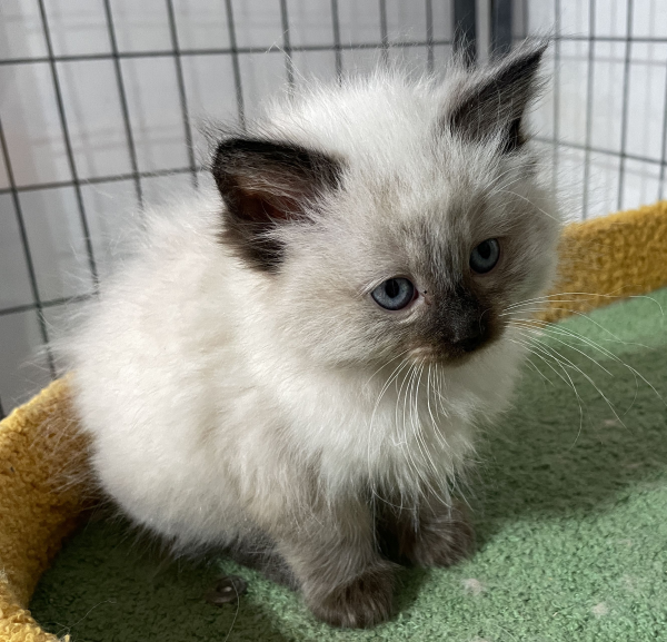 A-Seal-Point-female-Ragdoll-kitten-named-Dora-sold--November-13-2024-image-6