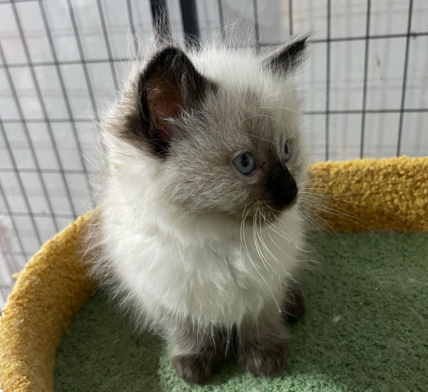 A-Seal-Point-female-Ragdoll-kitten-named-Dora-sold--November-13-2024-image-7