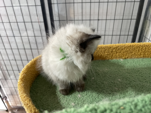 A-Seal-Point-female-Ragdoll-kitten-named-Dora-sold--November-13-2024-image-8