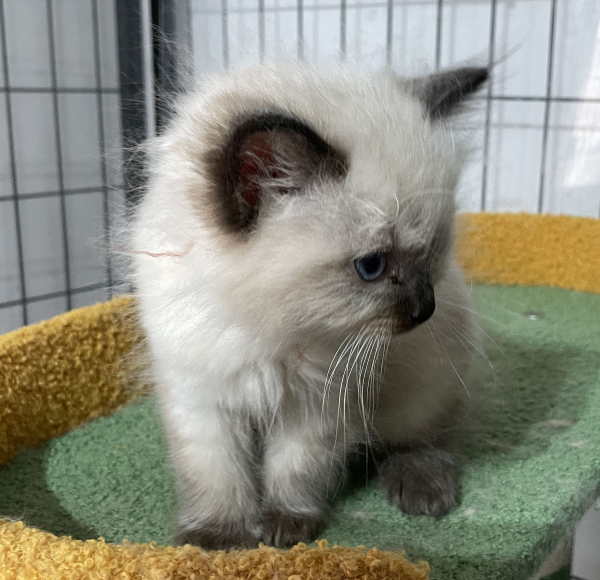 A-Seal-Point-male-Ragdoll-kitten-named-his-lordship-for sale-November-13-2024-image-1