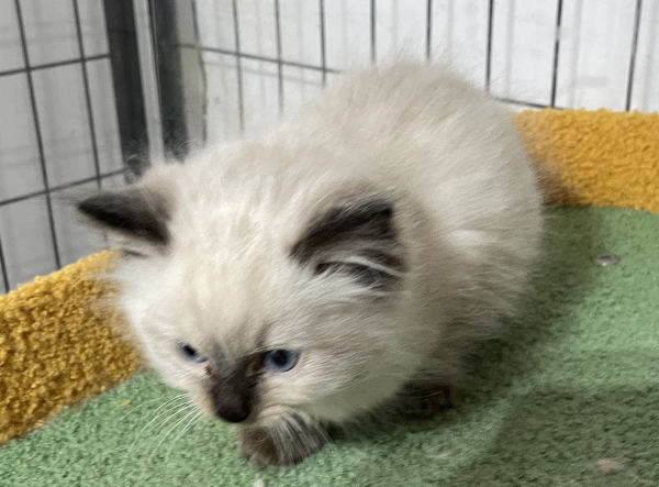 A-Seal-Point-male-Ragdoll-kitten-named-his-lordship-for sale-November-13-2024-image-2