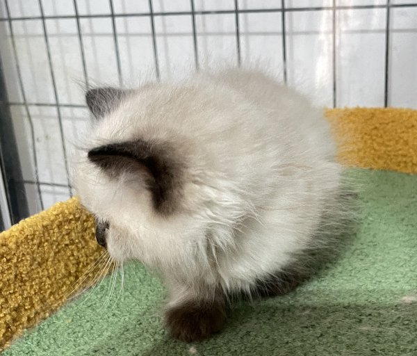 A-Seal-Point-male-Ragdoll-kitten-named-his-lordship-for sale-November-13-2024-image-3