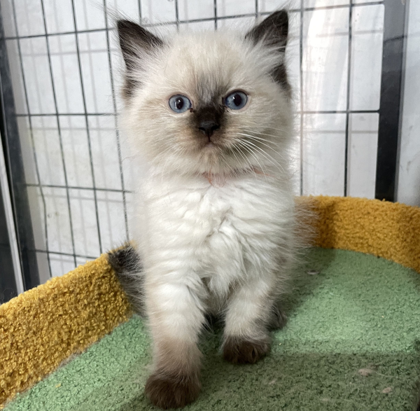 A-Seal-Point-male-Ragdoll-kitten-named-his-lordship-for sale-November-13-2024-image-4