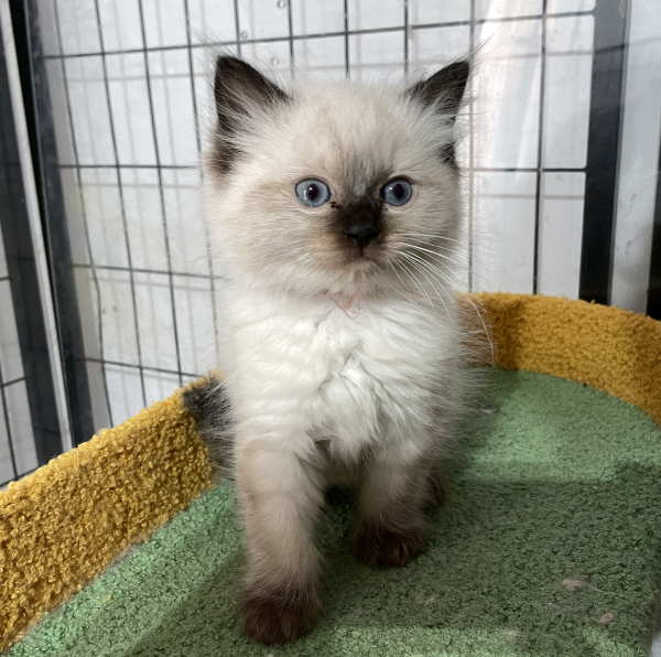 A-Seal-Point-male-Ragdoll-kitten-named-his-lordship-for sale-November-13-2024-image-5a