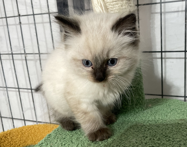 A-Seal-Point-male-Ragdoll-kitten-named-his-lordship-for sale-November-13-2024-image-6a