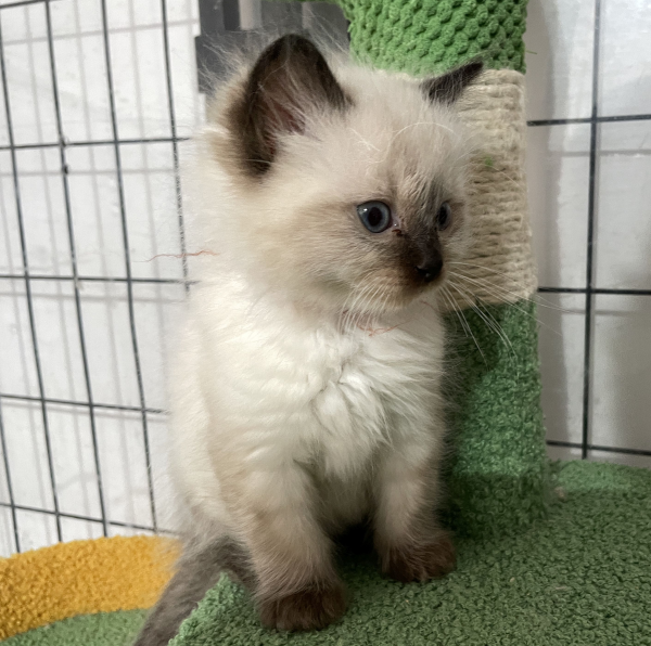 A-Seal-Point-male-Ragdoll-kitten-named-his-lordship-for sale-November-13-2024-image-7