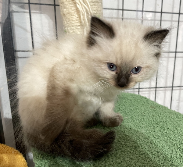 A-Seal-Point-male-Ragdoll-kitten-named-his-lordship-for sale-November-13-2024-image-8