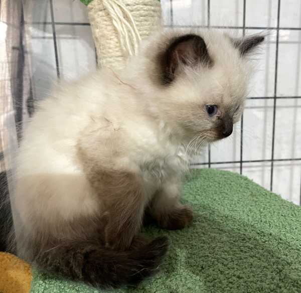 A-Seal-Point-male-Ragdoll-kitten-named-his-lordship-for sale-November-13-2024-image-9