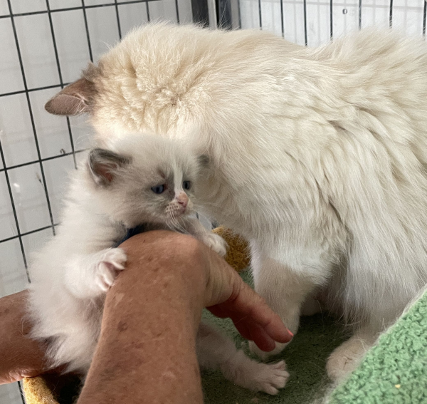 A-female-bi-colour-blue-Ragdoll-kitten