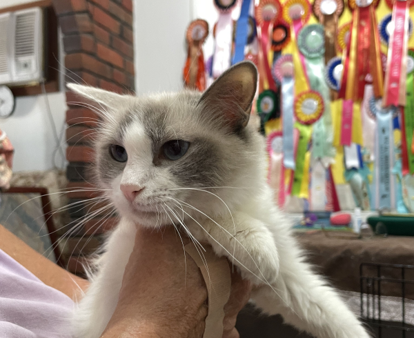 A-female-Bi-colour-Blue Pedigree-Ragdoll-Cat-Jan-2025-image-1