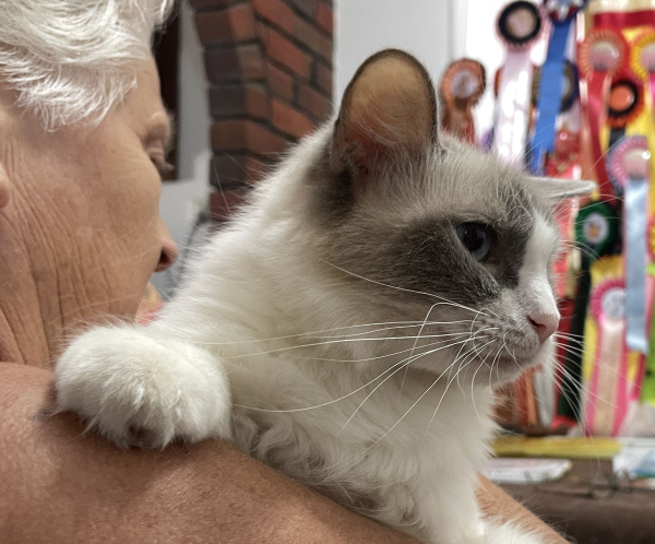 A-female-Bi-colour-Blue Pedigree-Ragdoll-Cat-Jan-2025-image-10