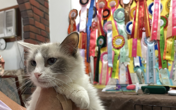 A-female-Bi-colour-Blue Pedigree-Ragdoll-Cat-Jan-2025-image-2