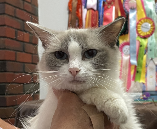 A-female-Bi-colour-Blue Pedigree-Ragdoll-Cat-Jan-2025-image-3