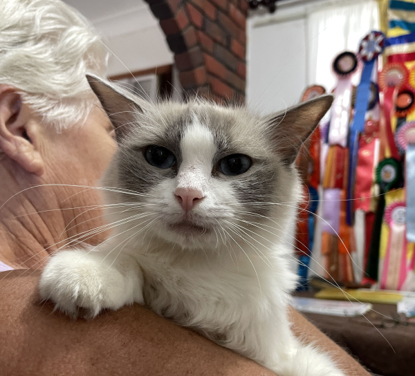 A-female-Bi-colour-Blue Pedigree-Ragdoll-Cat-Jan-2025-image-5