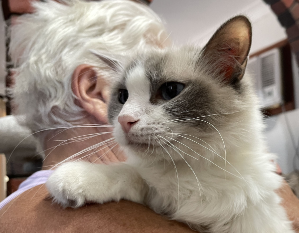 A-female-Bi-colour-Blue Pedigree-Ragdoll-Cat-Jan-2025-image-6