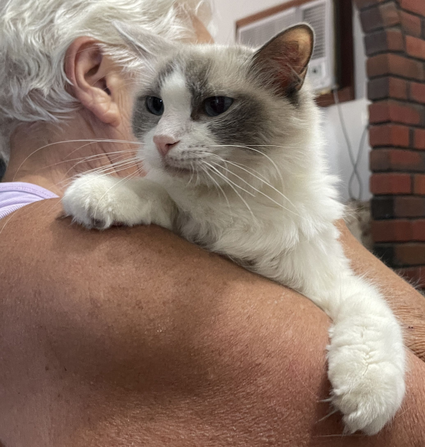 A-female-Bi-colour-Blue Pedigree-Ragdoll-Cat-Jan-2025-image-7