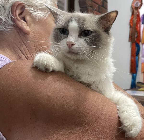 A-female-Bi-colour-Blue Pedigree-Ragdoll-Cat-Jan-2025-image-8