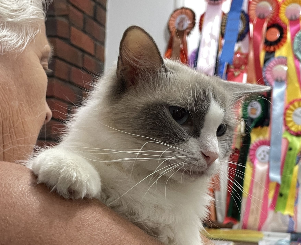 A-female-Bi-colour-Blue Pedigree-Ragdoll-Cat-Jan-2025-image-9