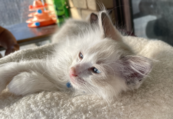 A-male-Bi-colour-Blue-Ragdoll-kitten-named-Gigolo-January-2025-image-8