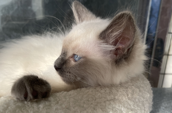 A-male-Blue-Point-Ragdoll-kitten-named-Ensign-January-2025-image-1