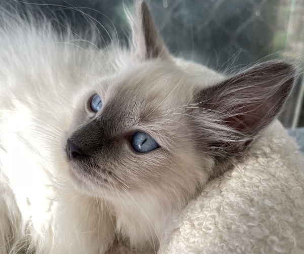 A-male-Blue-Point-Ragdoll-kitten-named-Ensign-January-2025-image-10