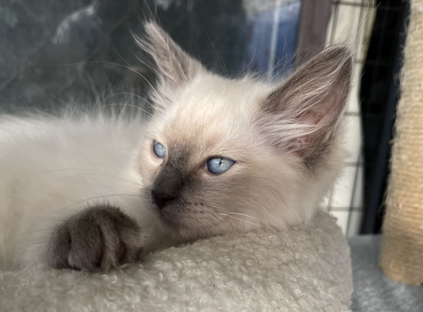 A-male-Blue-Point-Ragdoll-kitten-named-Ensign-January-2025-image-2