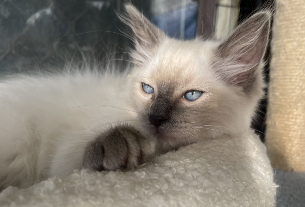 A-male-Blue-Point-Ragdoll-kitten-named-Ensign-January-2025-image-3