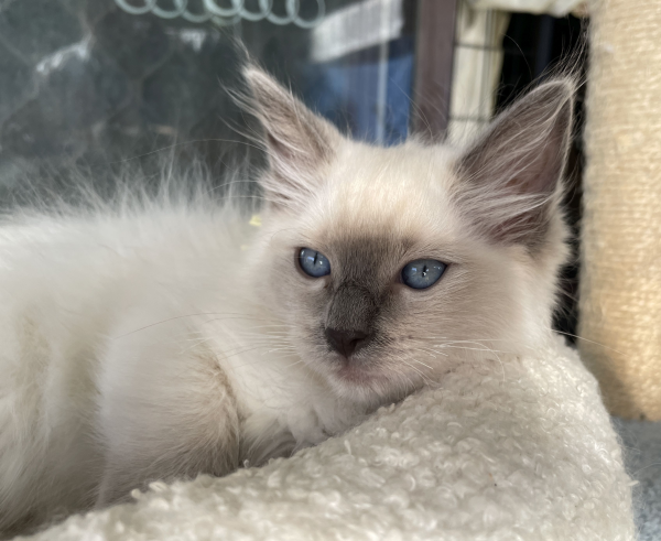 A-male-Blue-Point-Ragdoll-kitten-named-Ensign-January-2025-image-4