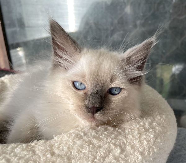 A-male-Blue-Point-Ragdoll-kitten-named-Ensign-January-2025-image-5