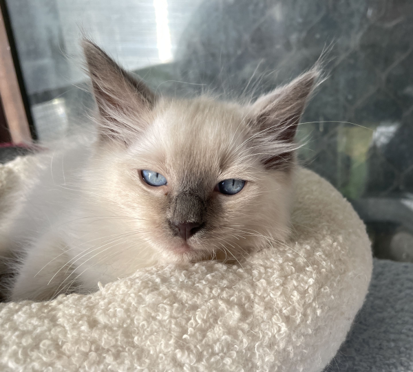 A-male-Blue-Point-Ragdoll-kitten-named-Ensign-January-2025-image-6