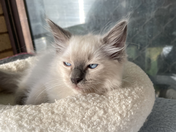 A-male-Blue-Point-Ragdoll-kitten-named-Ensign-January-2025-image-7