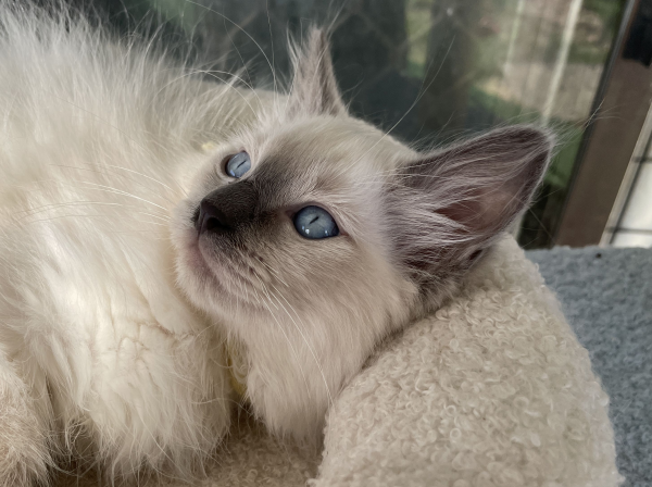 A-male-Blue-Point-Ragdoll-kitten-named-Ensign-January-2025-image-8