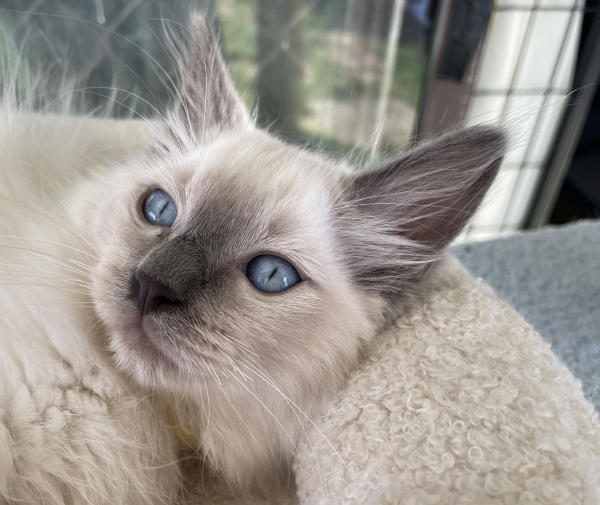 A-male-Blue-Point-Ragdoll-kitten-named-Ensign-January-2025-image-9