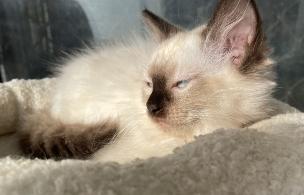 A-female-Seal-Point-Ragdoll-kitten-named-Pilot-January-2025-image-1