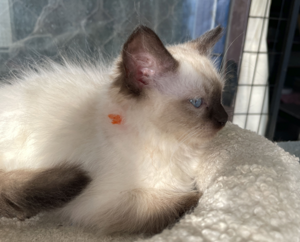 A-female-Seal-Point-Ragdoll-kitten-named-Pilot-January-2025-image-9