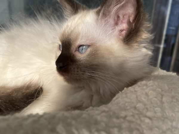 A-female-Seal-Point-Ragdoll-kitten-named-Pilot-January-2025-image-2