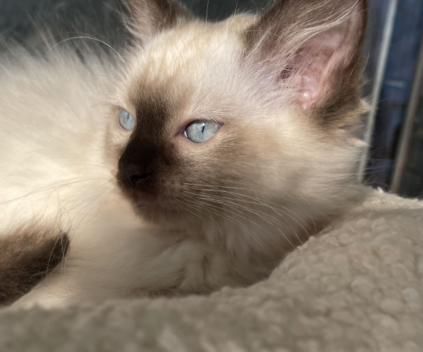 A-female-Seal-Point-Ragdoll-kitten-named-Pilot-January-2025-image-3