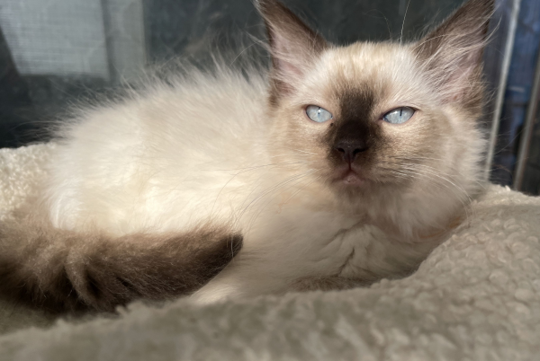 A-female-Seal-Point-Ragdoll-kitten-named-Pilot-January-2025-image-4