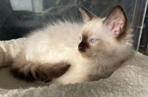 A-female-Seal-Point-Ragdoll-kitten-named-Pilot-January-2025-image-5