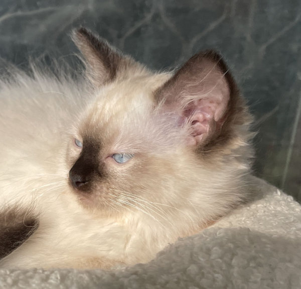 A-female-Seal-Point-Ragdoll-kitten-named-Pilot-January-2025-image-6