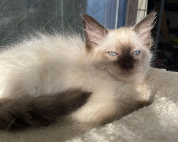 A-female-Seal-Point-Ragdoll-kitten-named-Pilot-January-2025-image-8