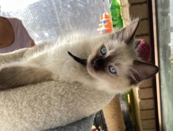 A-male-seal-Point-kitten-named-Bosn