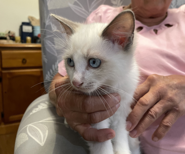 A-male-bi-colour-blue-pedigree-ragdoll-kitten-named-Gigolo - image-1