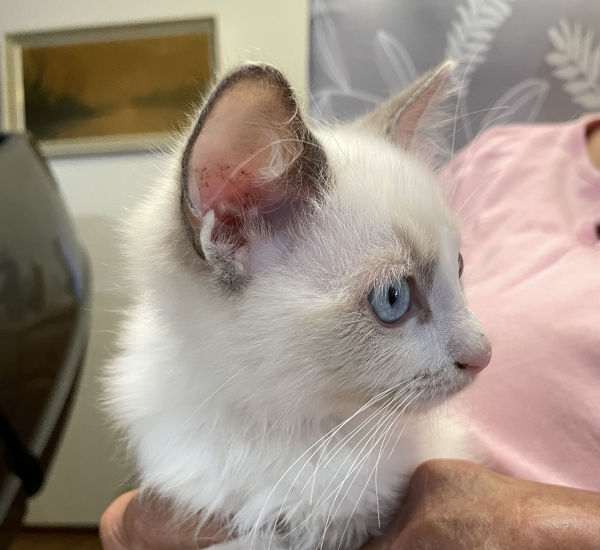 A-male-bi-colour-blue-pedigree-ragdoll-kitten-named-Gigolo - image-10