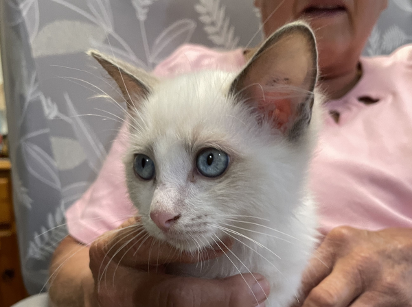 A-male-bi-colour-blue-pedigree-ragdoll-kitten-named-Gigolo - image-2