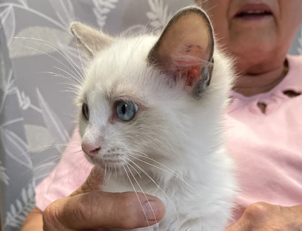 A-male-bi-colour-blue-pedigree-ragdoll-kitten-named-Gigolo - image-3